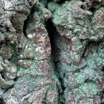 Leprocaulon inexpectatum